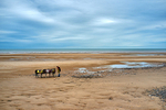 Donkeys on the Beach