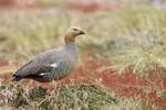 Ruddy-headed Goose portfolio