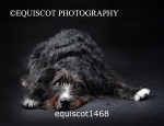 equiscot1468