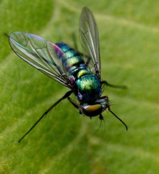 AnimalsCreatures _0027