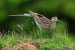 Curlew having a stretch, Scotland