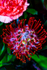 flowers 9707
