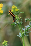Cinnabar moth caterpillar, The Coombes, Hinton Parva, Wiltshire