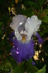 Iris 1020
