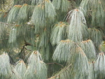 Image 12 - 'Cascade'