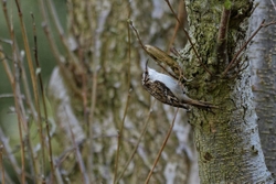 Tree creeper 2