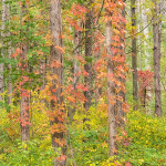 TREES WEEK #40