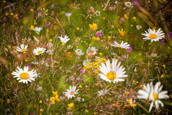 Summer meadow Mélange