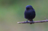 Southern Black Flycatcher perched on a branch