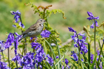 Meadow Pipit portfolio