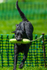 Black Labrador_6175