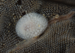Onchidoris muricata