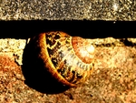 Horsham01