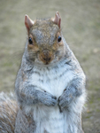 Grey Squirrel
