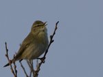 WILLOW WARBLER portfolio