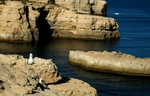 Rock Floats