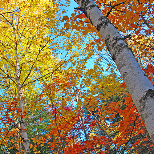 Birch and maple leaves illuminate the forest canopy on an autumn's morn.