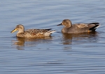 Gadwall 1
