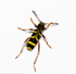 Wasp beetle