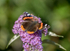 4th August Red Admiral