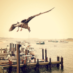 chatham gull [vintage]