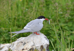 Arctic Tern