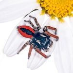 jumping spider (Philaeus chrysops) MYN