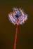 Dandelion Clock-8583