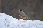 Siberian Jay