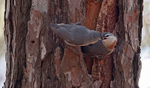 Kruper's Nuthatch