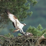 Ospreys