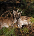Fallow Deer - Dama dama