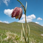 Mountain fritillary (Fritillaria montana ) 