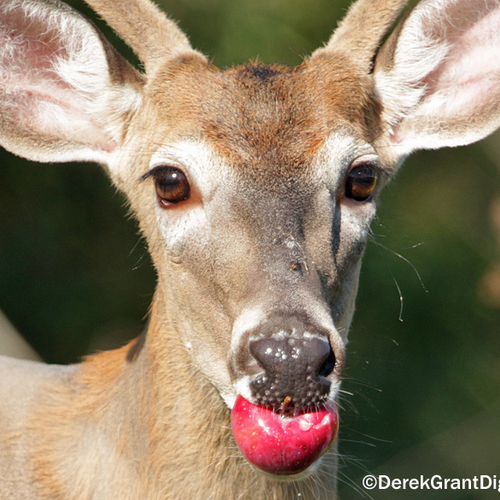Apples are irresistible for whitetails
