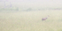 Sandhill Crane in Fog