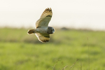 short eared owl Asio flammeus-2654