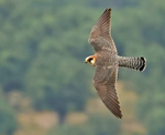 Red Footed Falcon