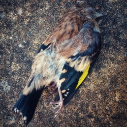 Deceased Goldfinch