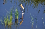 Squacco Heron