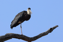 Asian Woolly-necked Stork on one leg, Bandhavgarh National Park, India