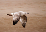 Herring Gull