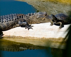 Aligators _0017