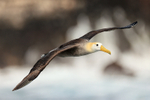 Waved Albatross glides past close, Espanola, Galapagos