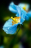 Blue flower - 5367