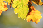 Frenchay leafs _68