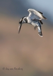 Hovering Pied 1