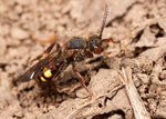Nomada leucophthalma
