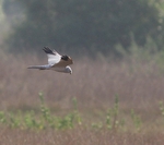 Pallid Harrier
