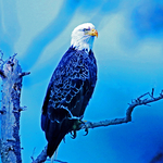 Bald Eagle (Haliaeetus leucocephalus)