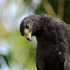 Common Black Hawk close-up, Costa Rica